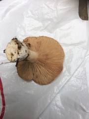 Rhodocybe piperita