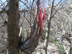 Tillandsia circinnatioides
