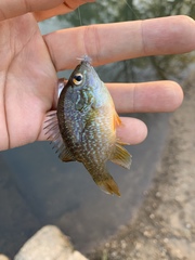 Lepomis marginatus