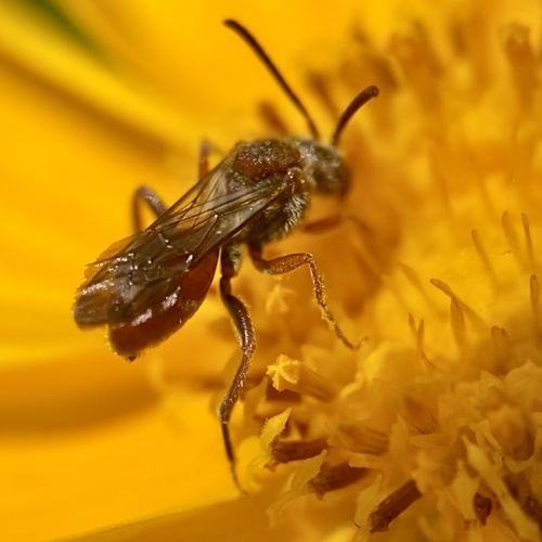 Articulated Nomad photo 6