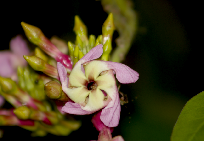 Temnadenia odorifera