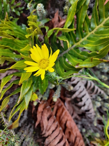 Falklands Smooth-Daisy (Senecio vaginatus)