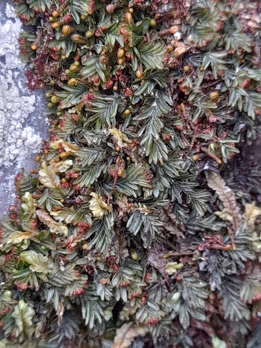 Image of Hymenophyllum caespitosum by (c) Flavien Saboureau, some rights reserved (CC BY)