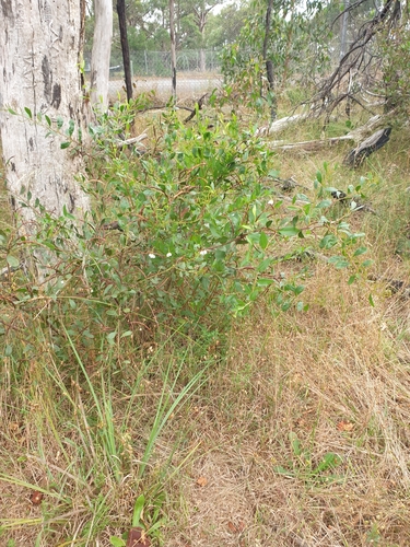 Image of Billardiera heterophylla by (c) Rosalie Lawrence, some rights reserved (CC BY)