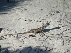Sceloporus cozumelae