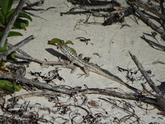 Sceloporus cozumelae