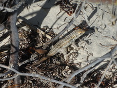 Sceloporus cozumelae