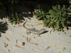 Sceloporus cozumelae