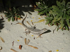 Sceloporus cozumelae