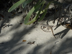 Sceloporus cozumelae