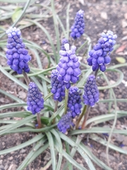 Muscari