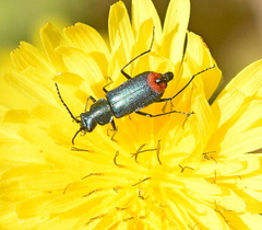 Clanoptilus spinipennis