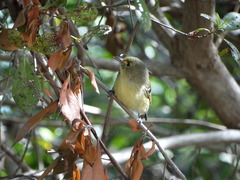 Vireo pallens