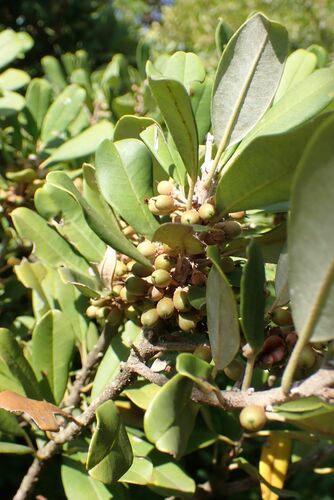 Forest Milkberry (Manilkara discolor)