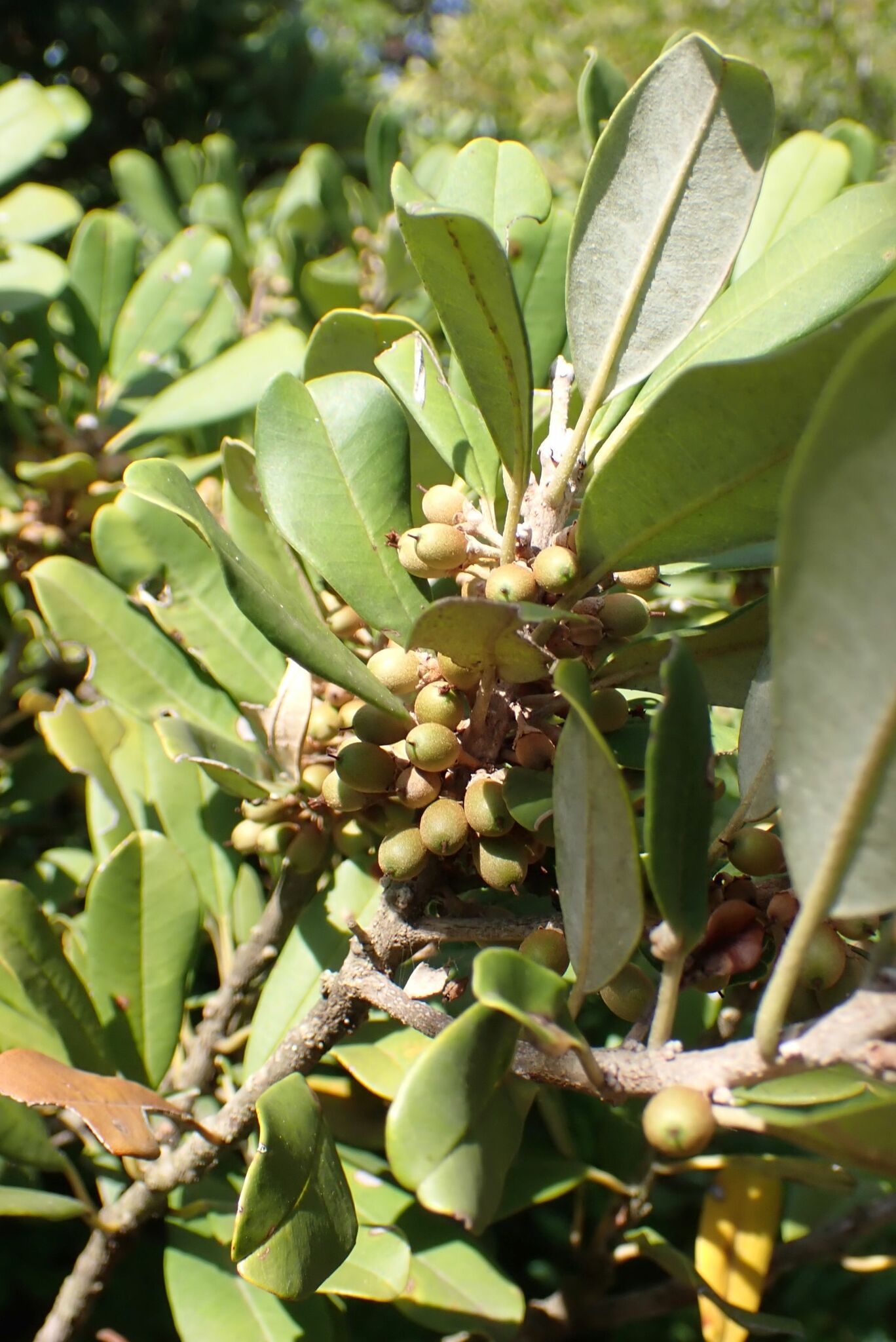 Forest Milkberry (Manilkara discolor)