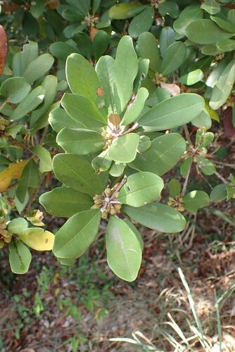 Image of Manilkara discolor by no rights reserved