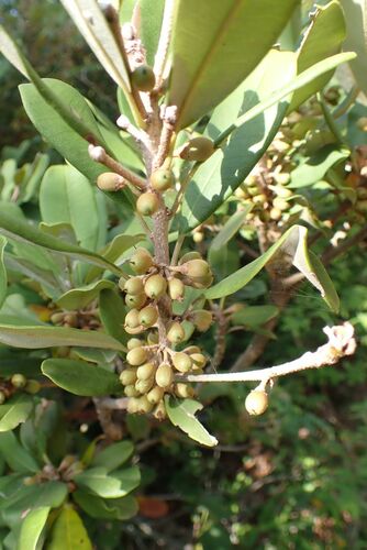 Image of Manilkara discolor by no rights reserved