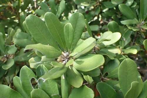 Image of Manilkara discolor by no rights reserved