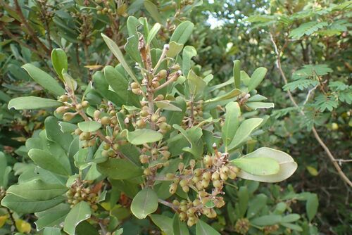 Image of Manilkara discolor by no rights reserved