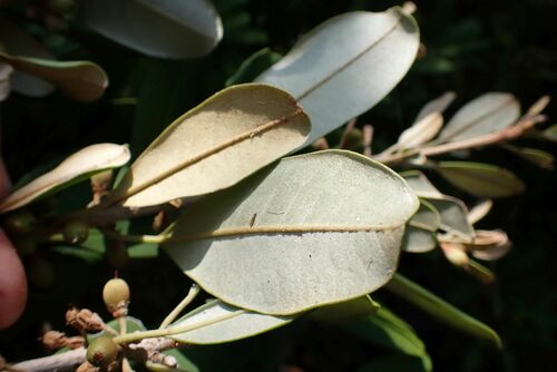Image of Manilkara discolor by no rights reserved