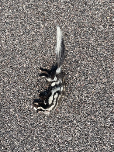 Desert Spotted Skunk