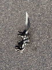 Desert Spotted Skunk photo 3