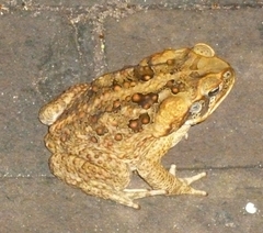 Rhinella marina