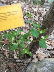 Euphorbia mercurialina