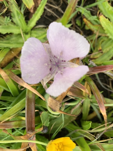 Monterey mariposa lily (Calochortus uniflorus)
