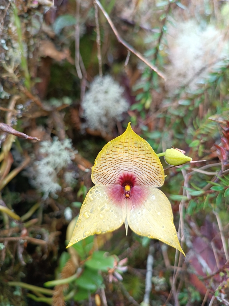 Telipogon bowmanii