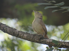 Phacellodomus sibilatrix