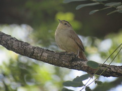 Phacellodomus sibilatrix