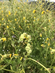 Schizomyia macrofila