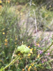 Schizomyia macrofila