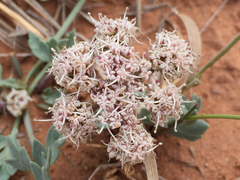 Cymopterus