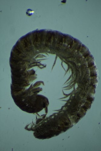 Melogona voigtii