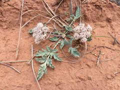 Cymopterus