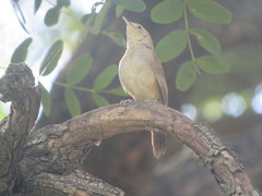 Phacellodomus sibilatrix