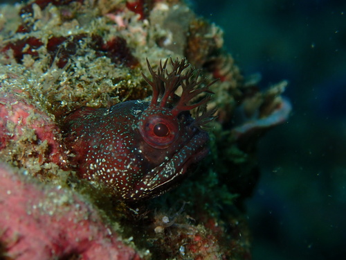 Geelvin-franjekop (Neoclinus stephensae) — Chaenopsidae — 3