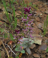 Streptanthus hispidus