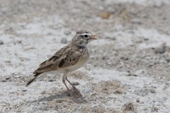 Pink-Billed Lark photo 2