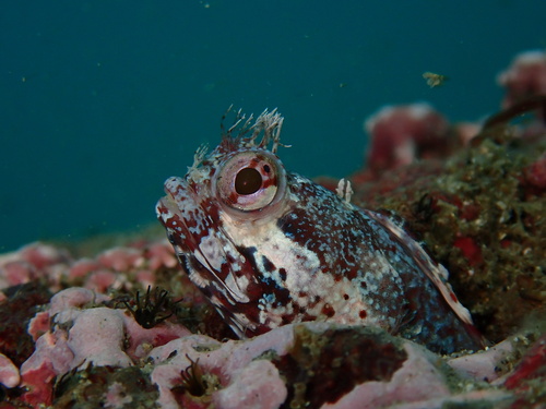 Geelvin-franjekop (Neoclinus stephensae) — Chaenopsidae — 5
