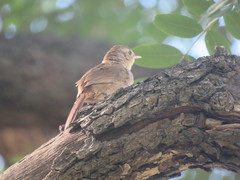 Phacellodomus sibilatrix