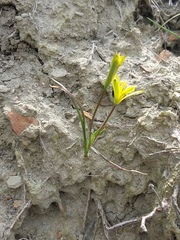 Gagea chlorantha