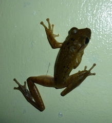 Polypedates leucomystax