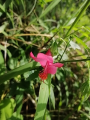 Hibiscus poeppigii, photograph (c) Jorge Armín Escalante-Pasos, some rights reserved (CC BY)