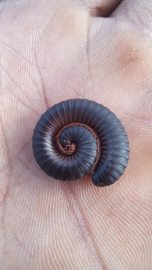 Lophostreptus