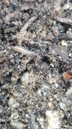 Hubbardiidae