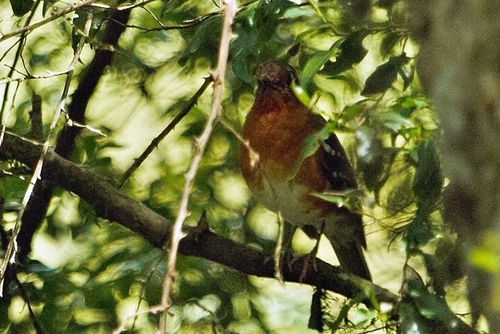 Orange Ground Thrush (Geokichla gurneyi), photo 10