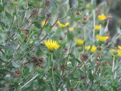 Grindelia pulchella